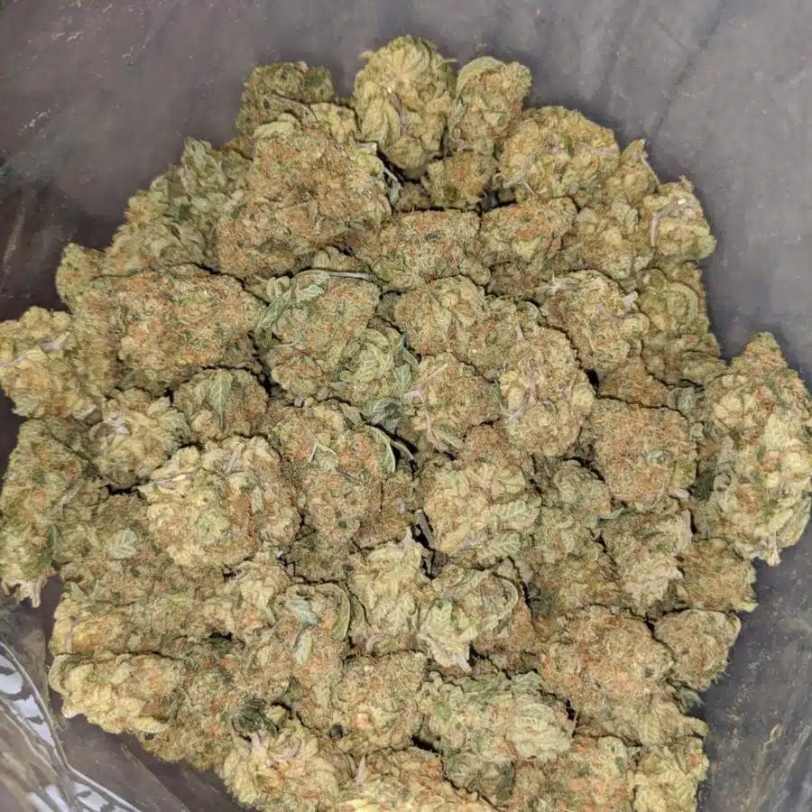 PLAT GSC 4 I Platinum Girl Scout Cookies - *Deal of the Day*