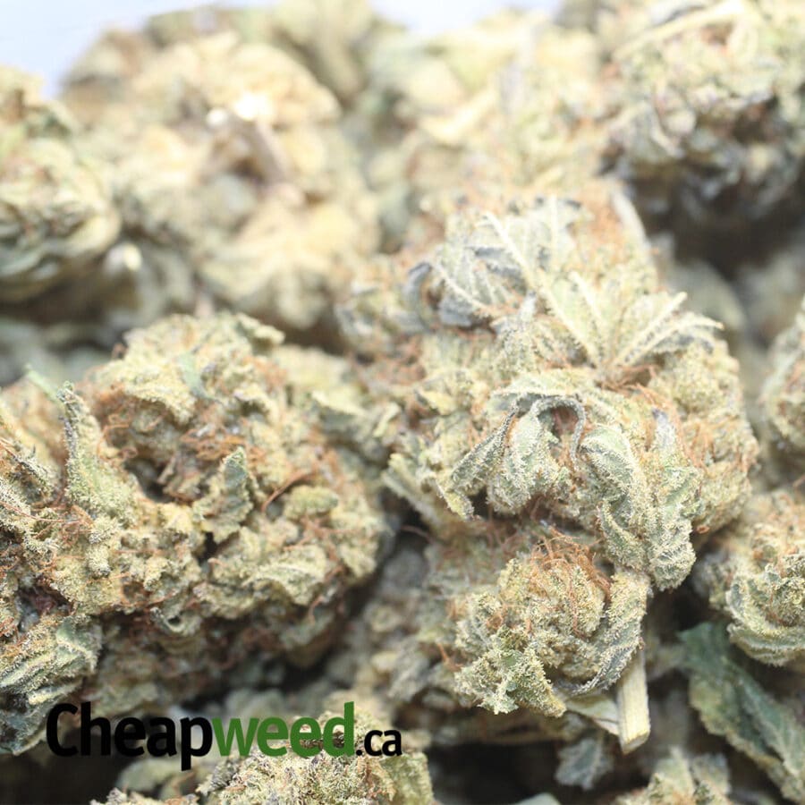 POISON OG 1 I Poison OG