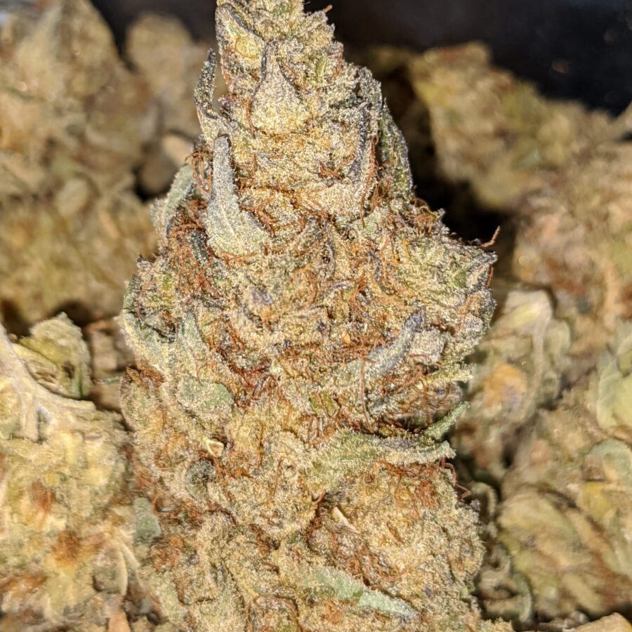 POISON OG 2 I Poison OG