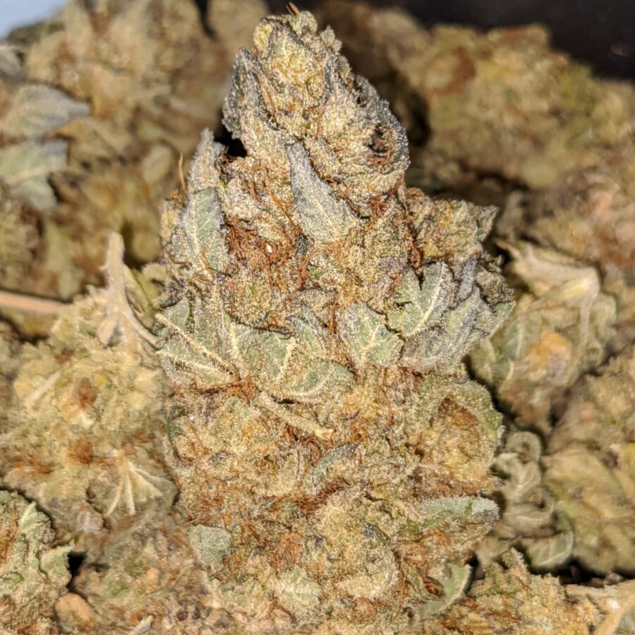 POISON OG 3 I Poison OG