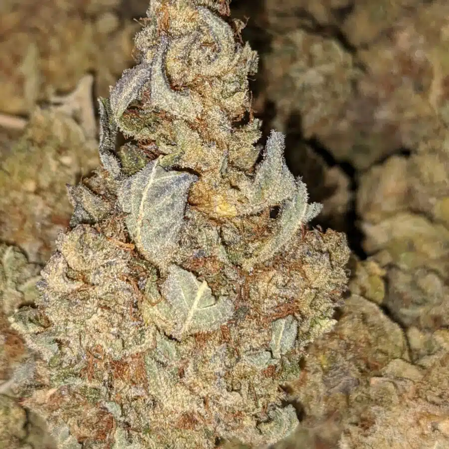 POISON OG 4 I Poison OG