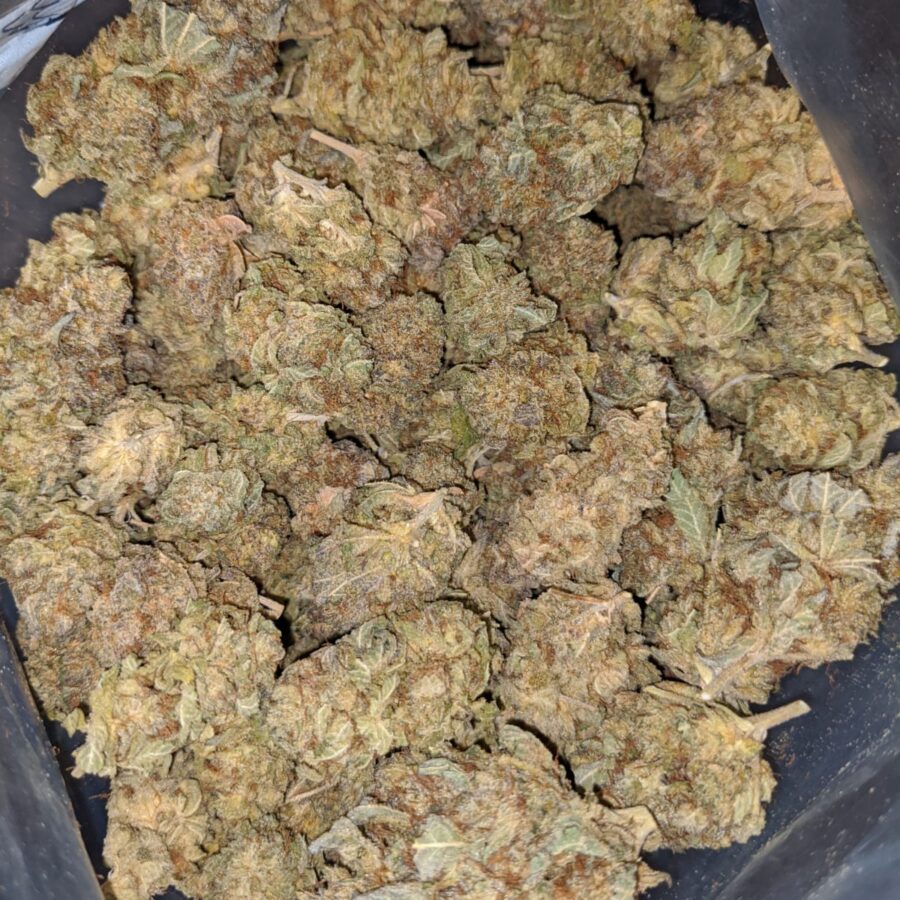 POISON OG 5 I Poison OG