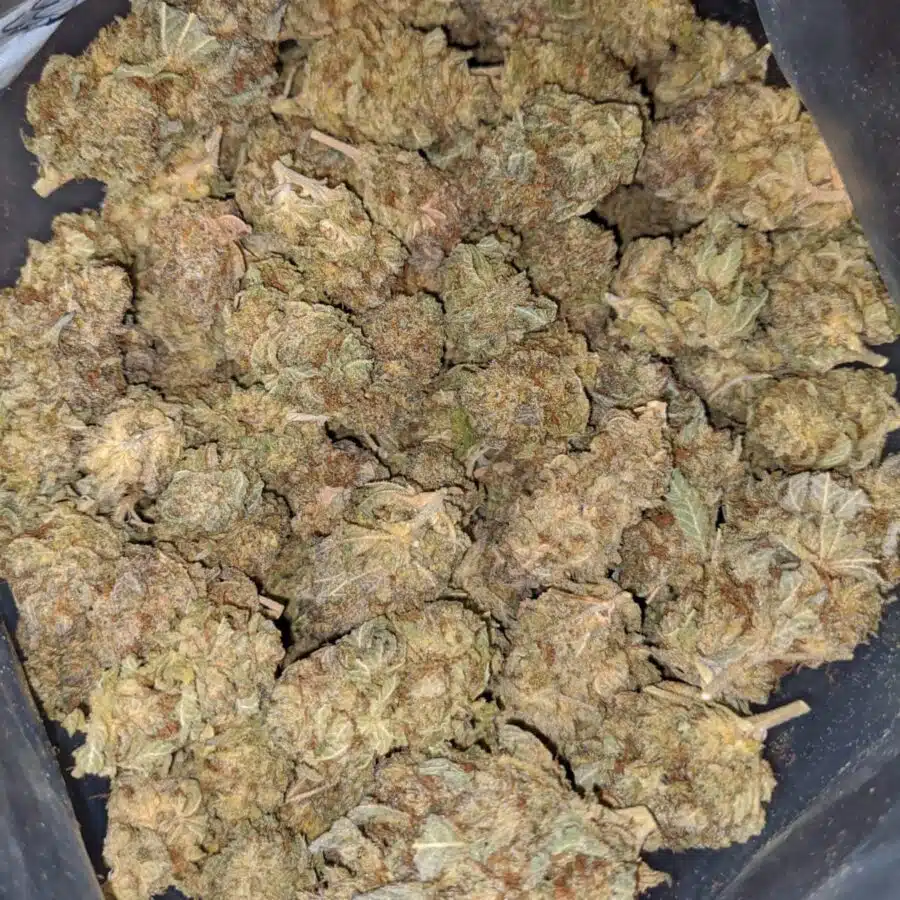 POISON OG 5 I Poison OG