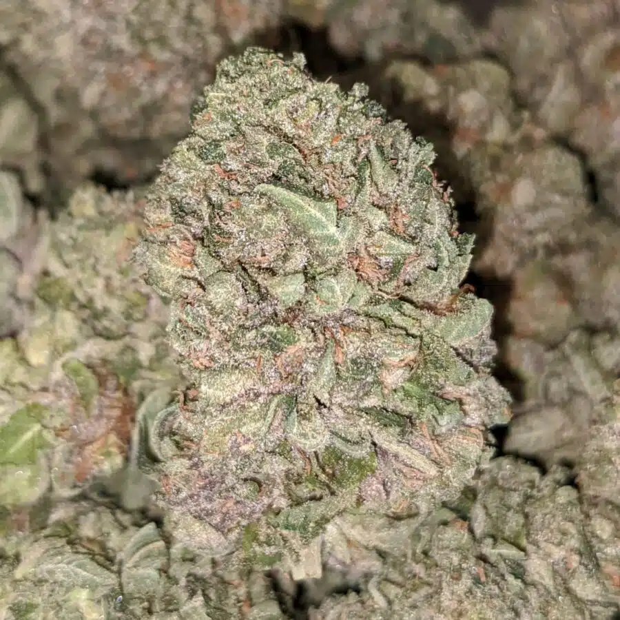 PURPLE CREAM DOD 1 I $59 Oz - Purple Cream
