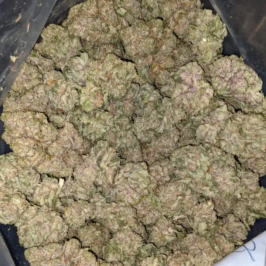 PURPLE CREAM DOD 2 I $59 Oz - Purple Cream