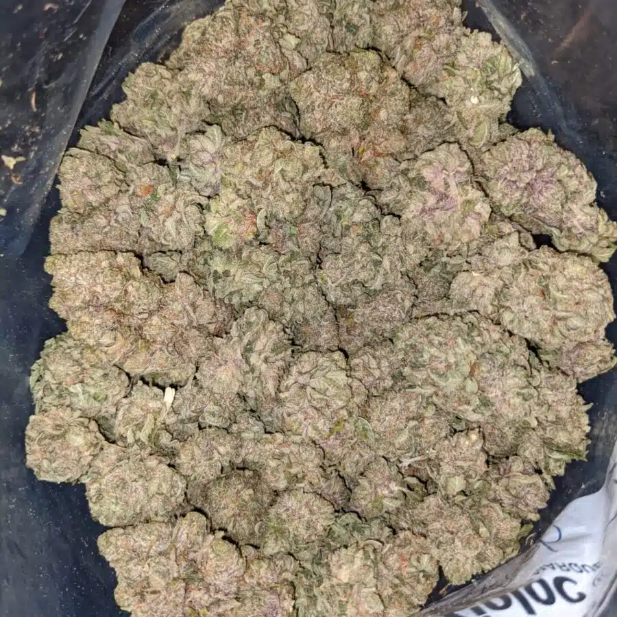 PURPLE CREAM DOD 3 I $59 Oz - Purple Cream