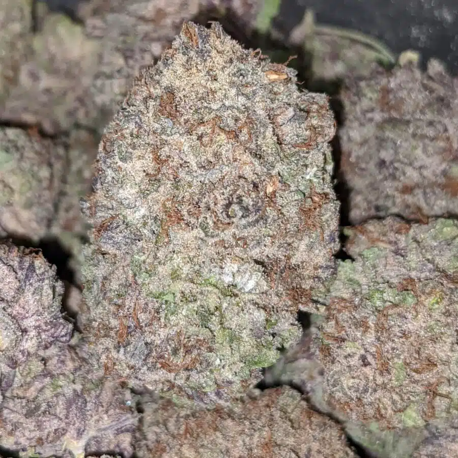 $59 Oz - Purple Dream