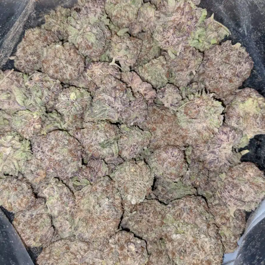 PURPLE DREAM 3 I $59 Oz - Purple Dream
