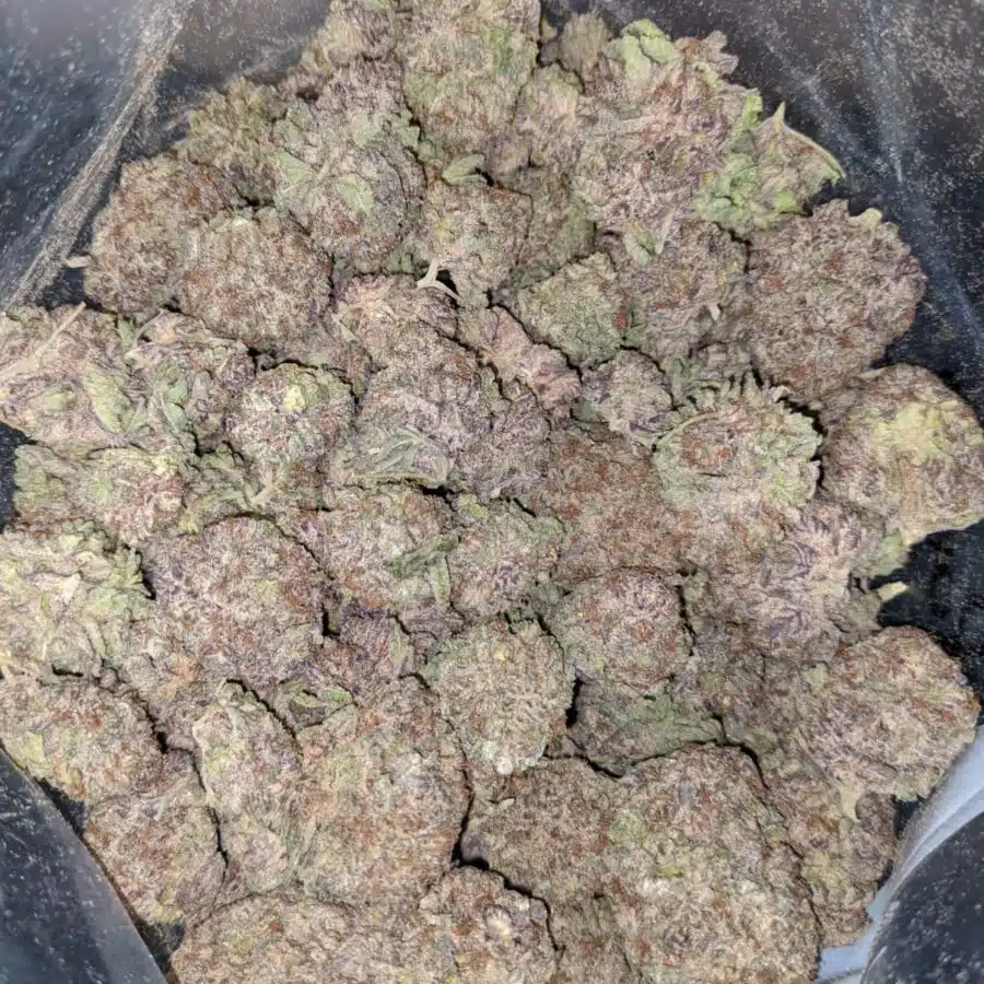 Alternative view of $59 Oz - Purple Dream