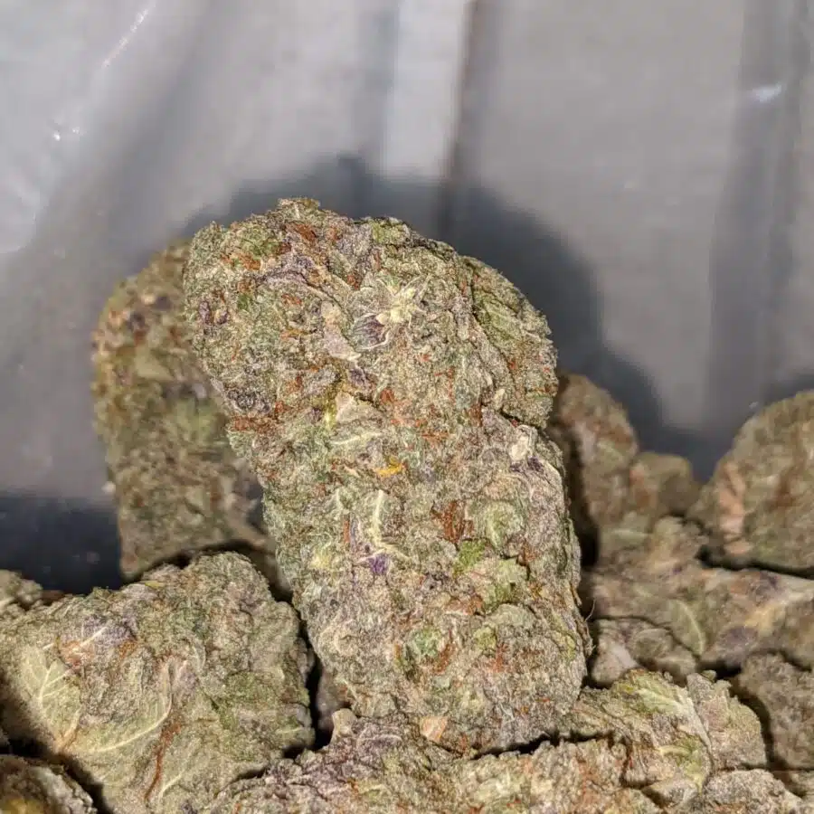 PURPLE KUSH DOD 1 I Purple Kush - *Deal Of The Day*