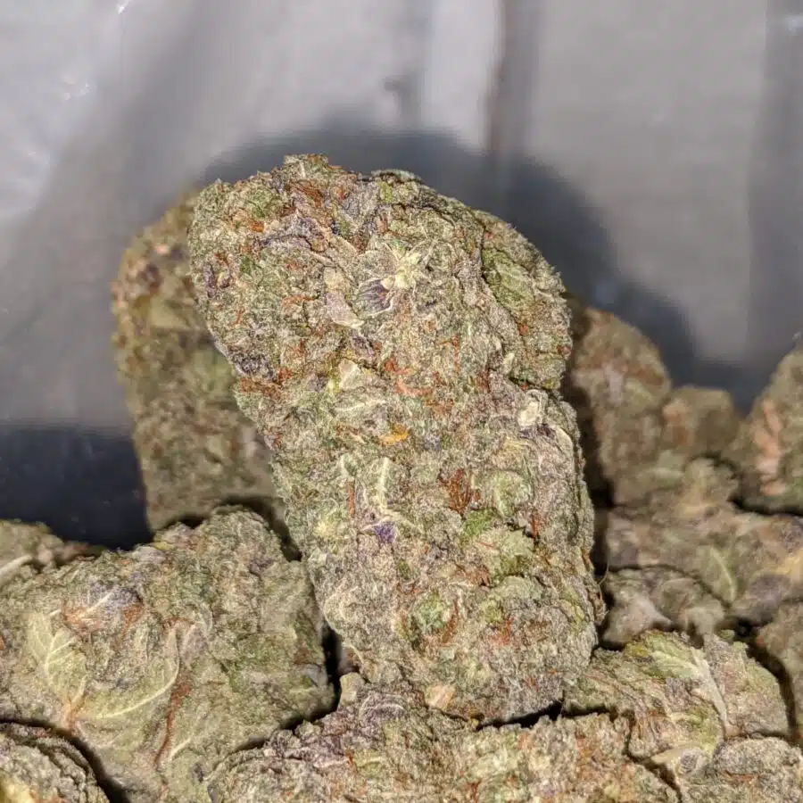 PURPLE KUSH DOD 3 I Purple Kush - *Deal Of The Day*