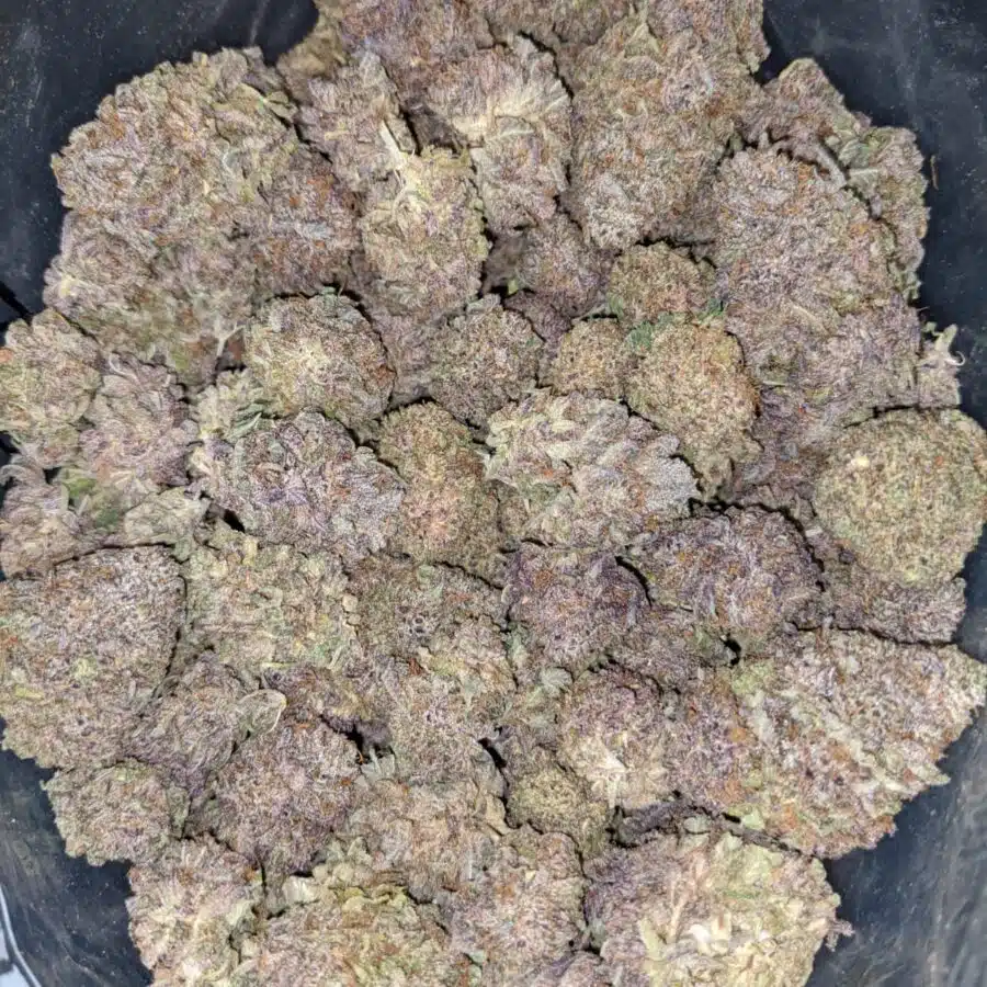 PURPLE PUNCH 3 I $89 Oz - Purple Punch