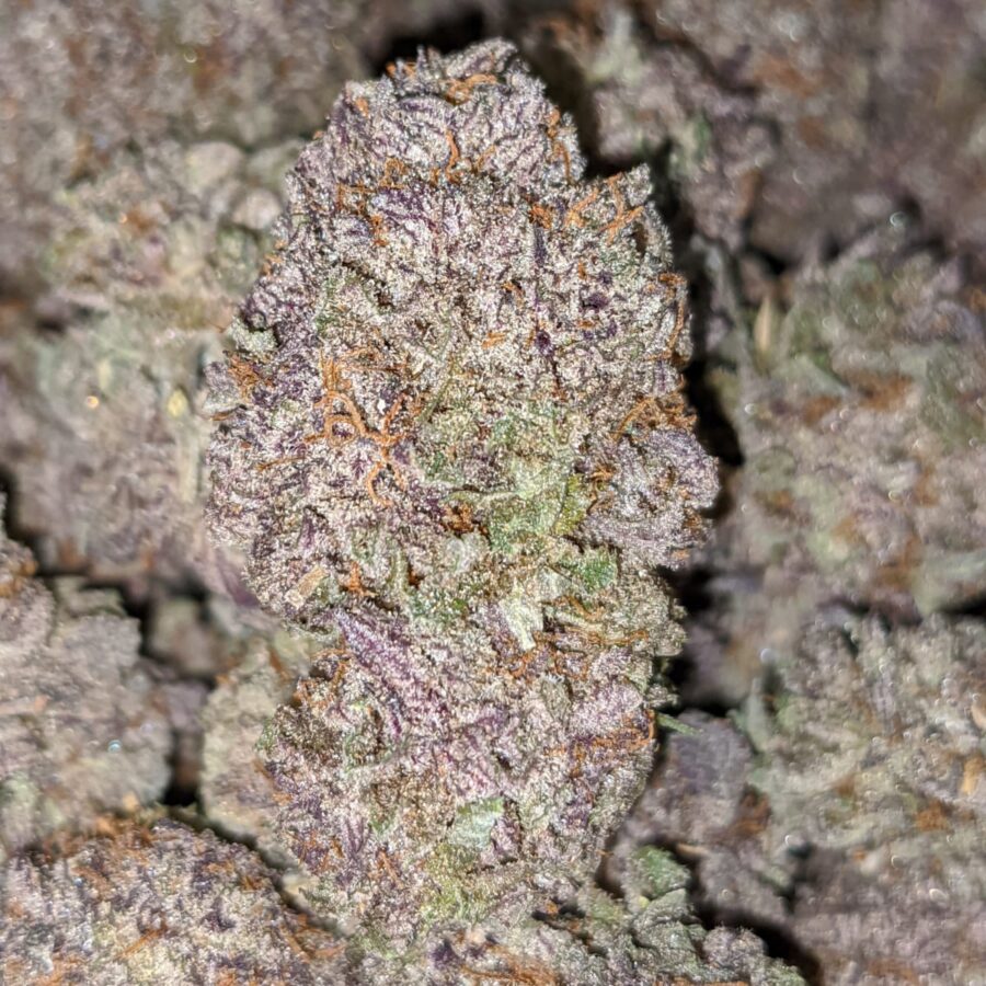 PURPLE RAIN 3 I Purple Rain