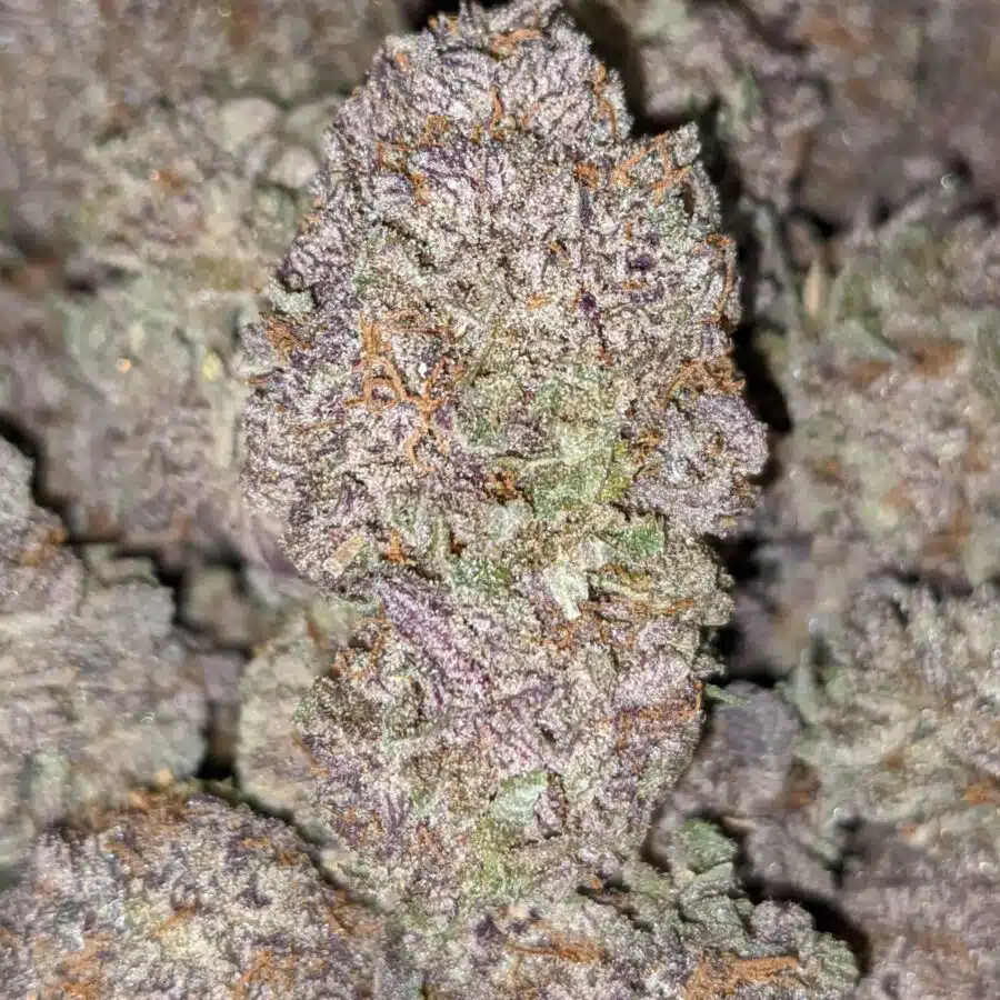 PURPLE RAIN 4 I Purple Rain