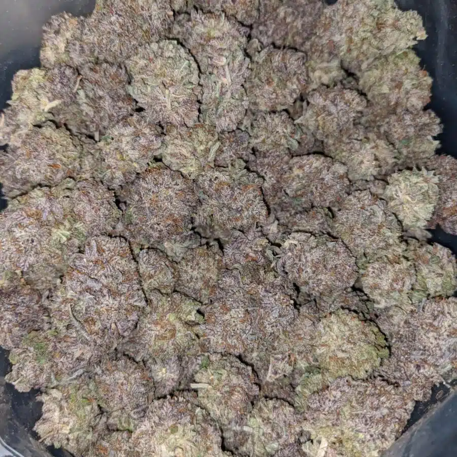 PURPLE RAIN 5 I Purple Rain