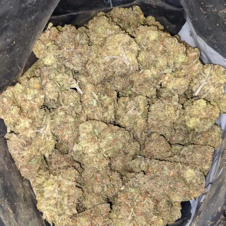 ROMULAN 3 2 I $99 Oz - Romulan #2