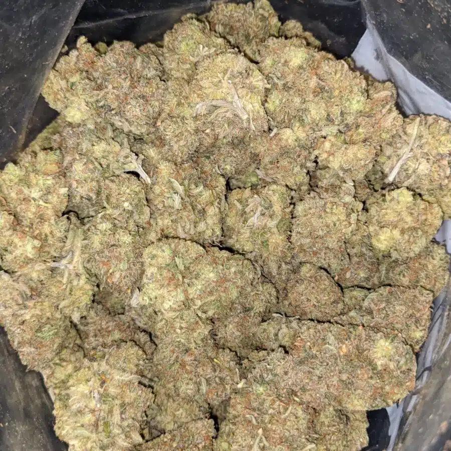 ROMULAN 5 2 I $99 Oz - Romulan #2