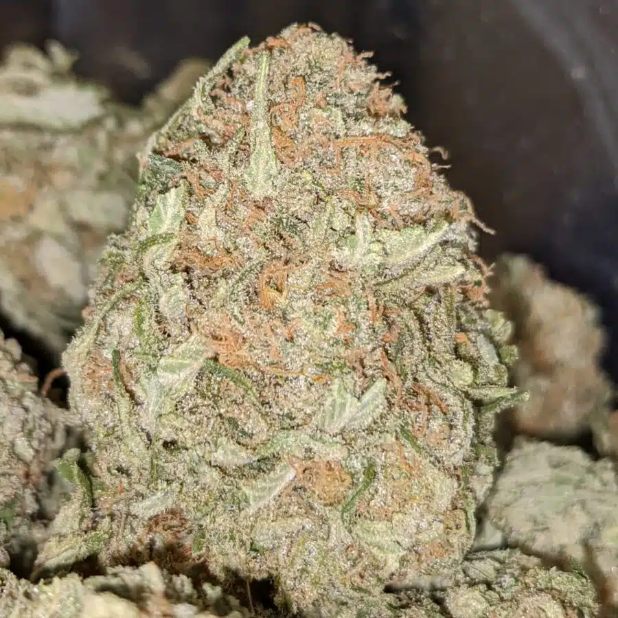 SOUR PATCH KID 1 I $109 Oz - Sour Patch Kids