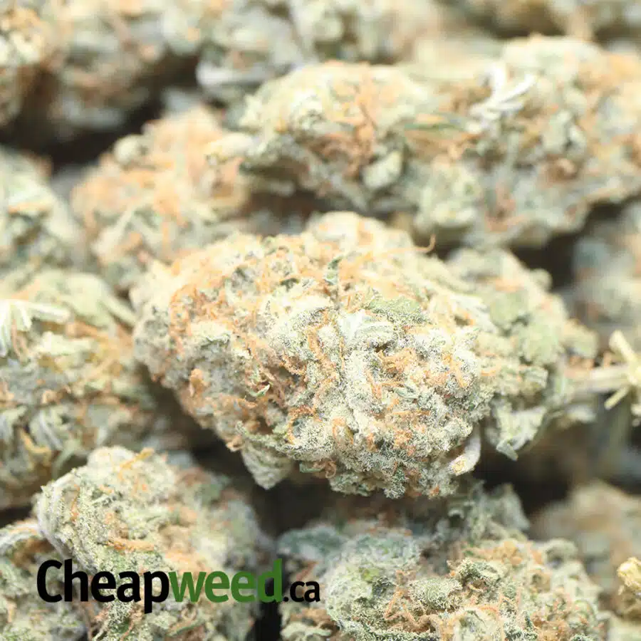 SWEET CHEESE XMAS 1 I Sweet Cheese XMAS Special
