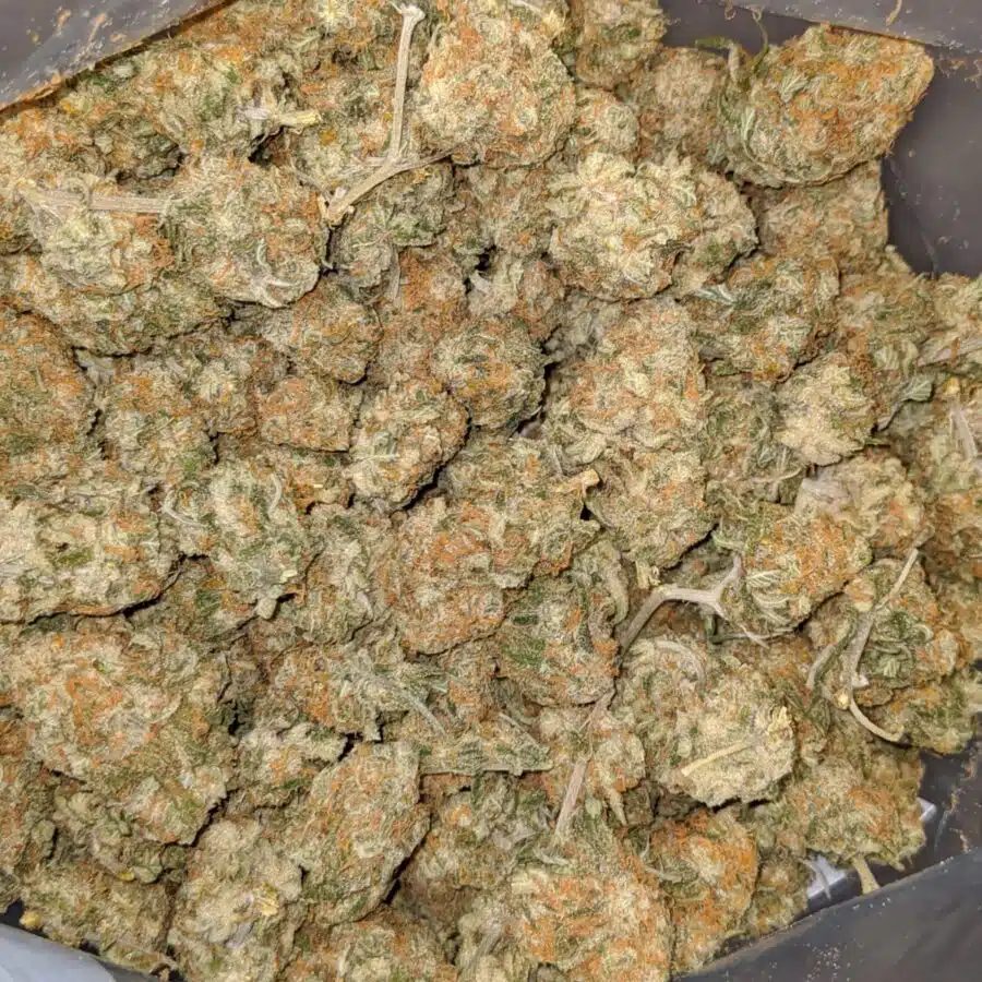 SWEET CHEESE XMAS SPECIAL 1 I Sweet Cheese XMAS Special