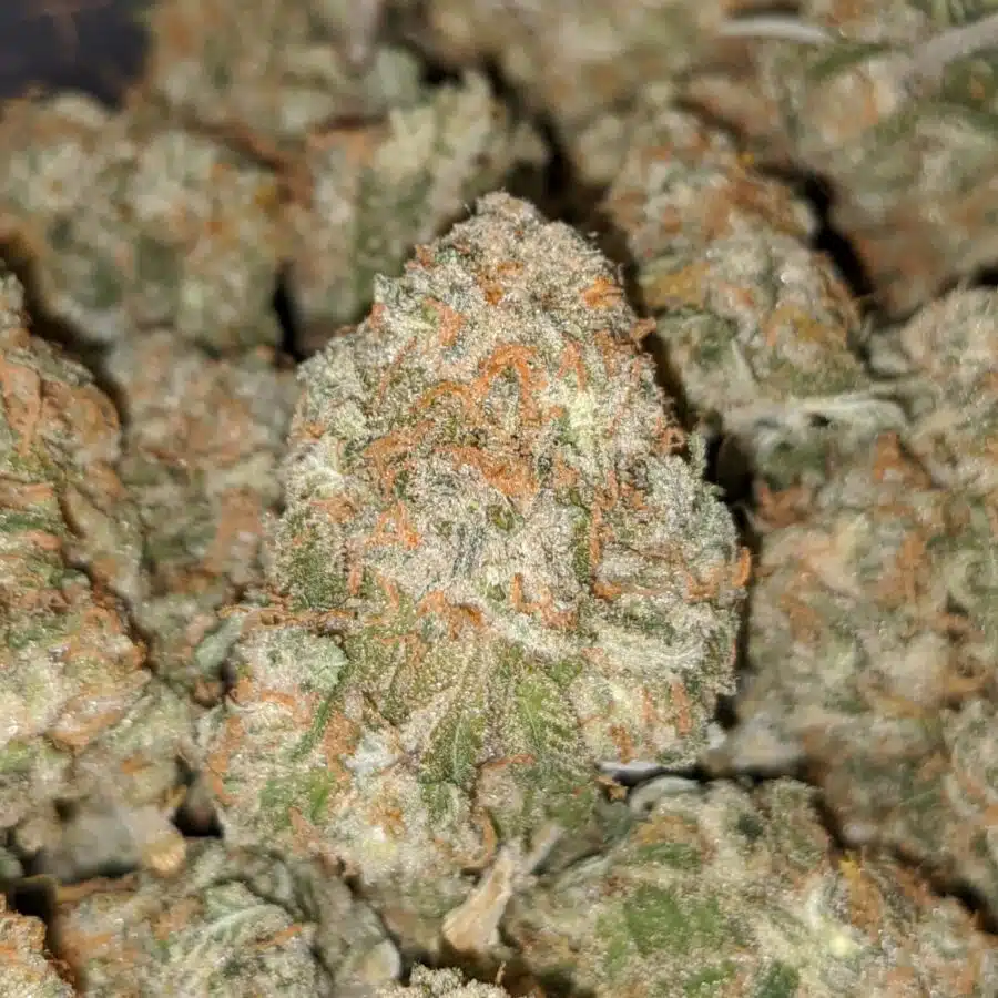 SWEET CHEESE XMAS SPECIAL 2 I Sweet Cheese XMAS Special