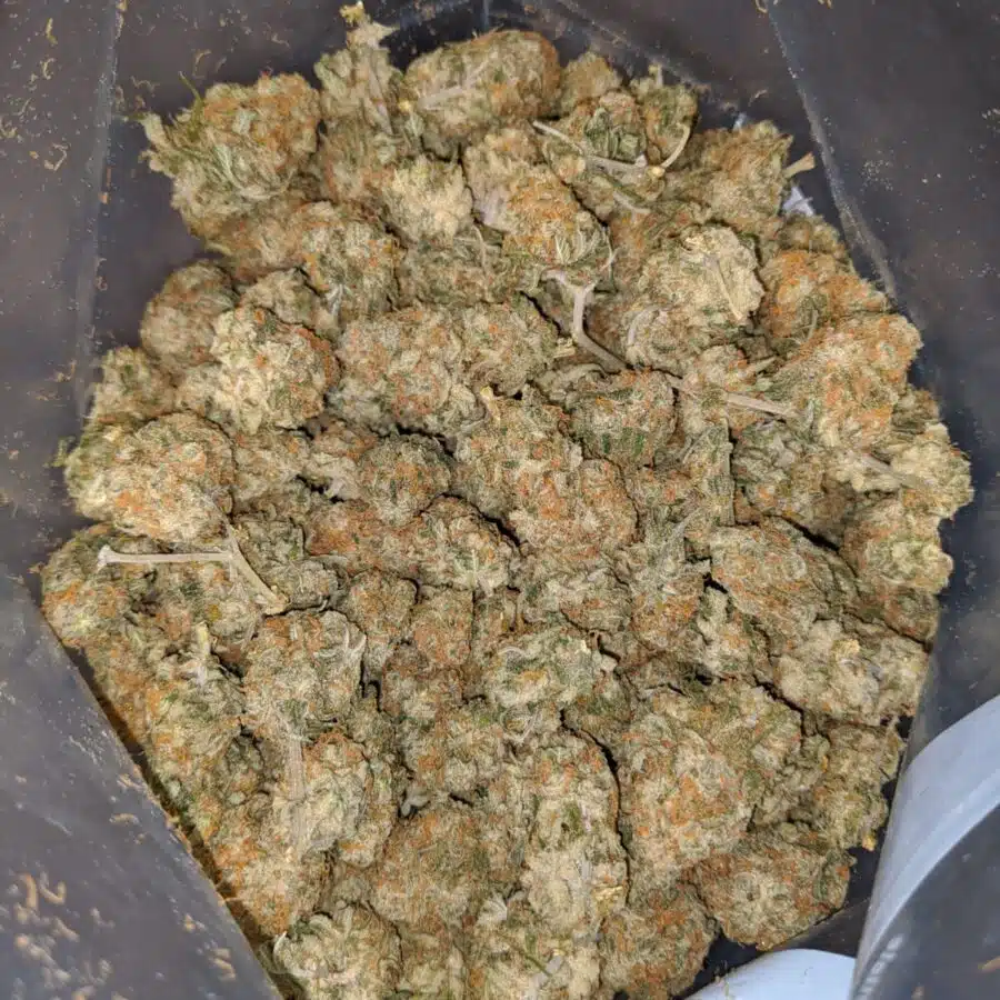 SWEET CHEESE XMAS SPECIAL 3 I Sweet Cheese XMAS Special