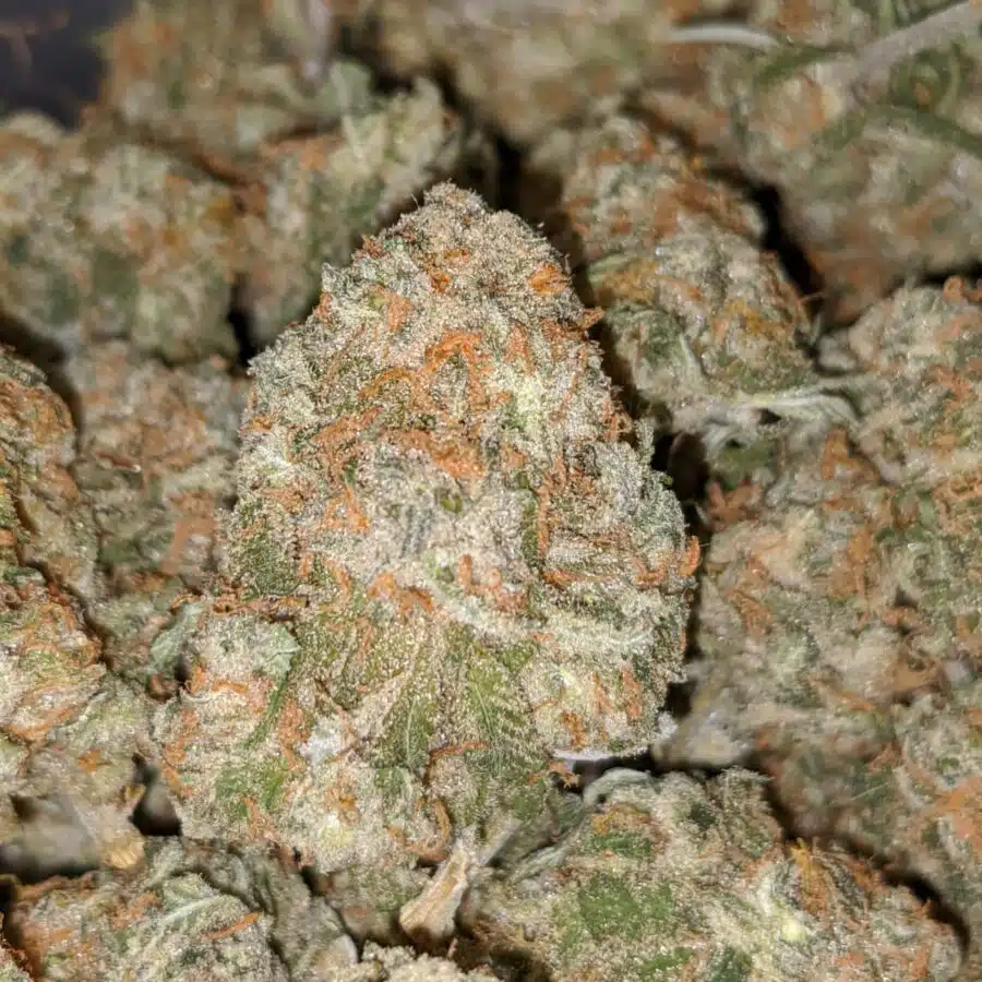 SWEET CHEESE XMAS SPECIAL 4 I Sweet Cheese XMAS Special