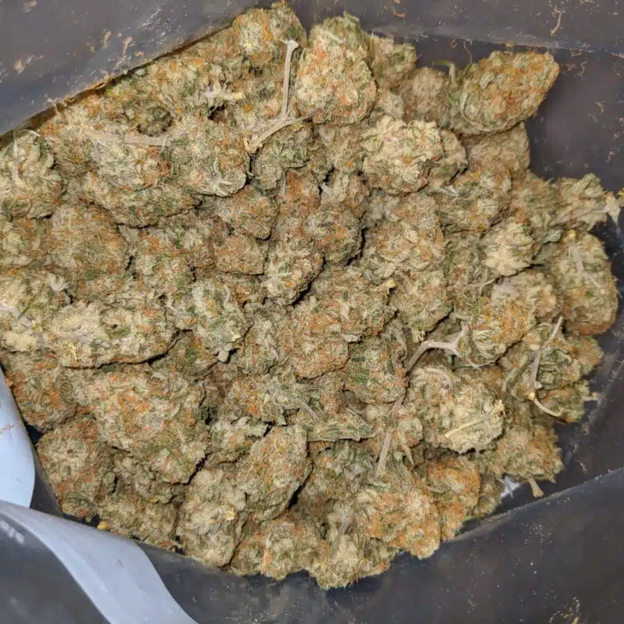 SWEET CHEESE XMAS SPECIAL 5 I Sweet Cheese XMAS Special