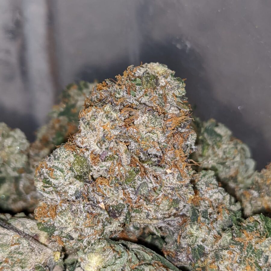WHITE KUSH 1 1 I White Kush 25.22% THC
