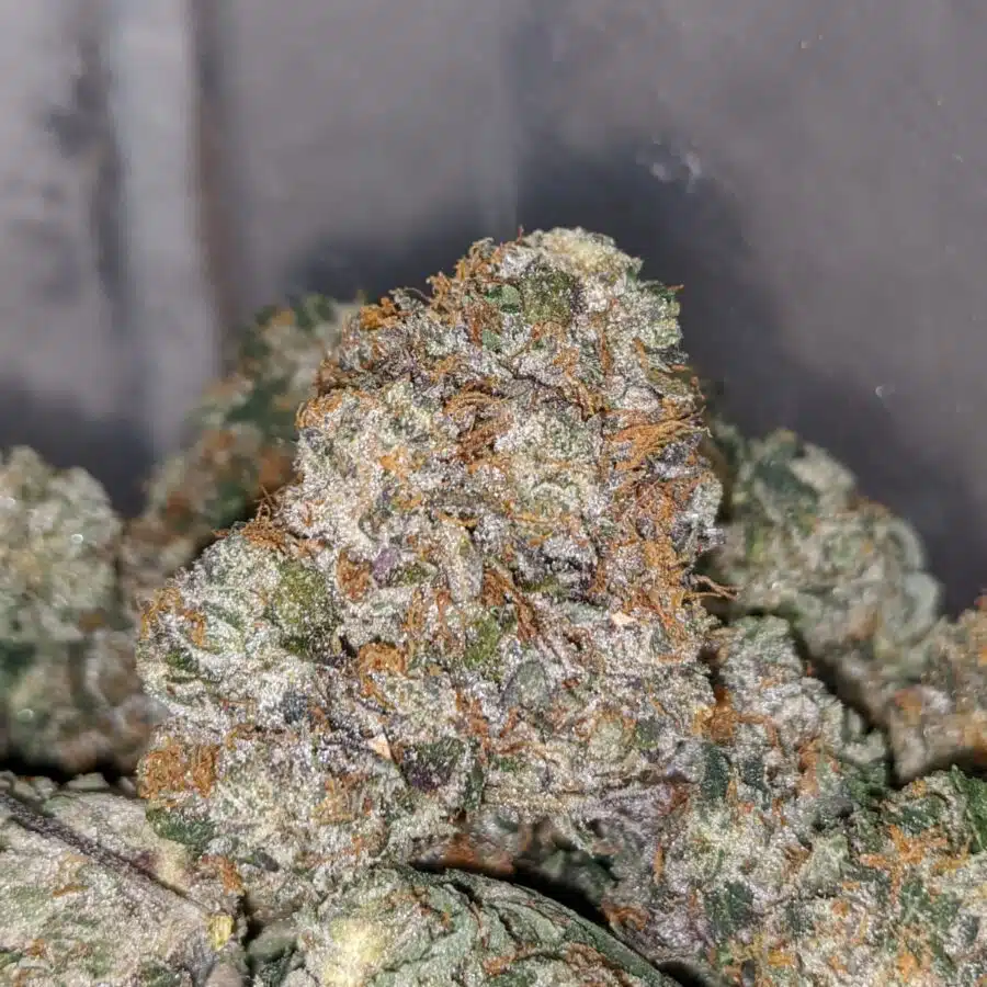 WHITE KUSH 2 1 I White Kush 25.22% THC