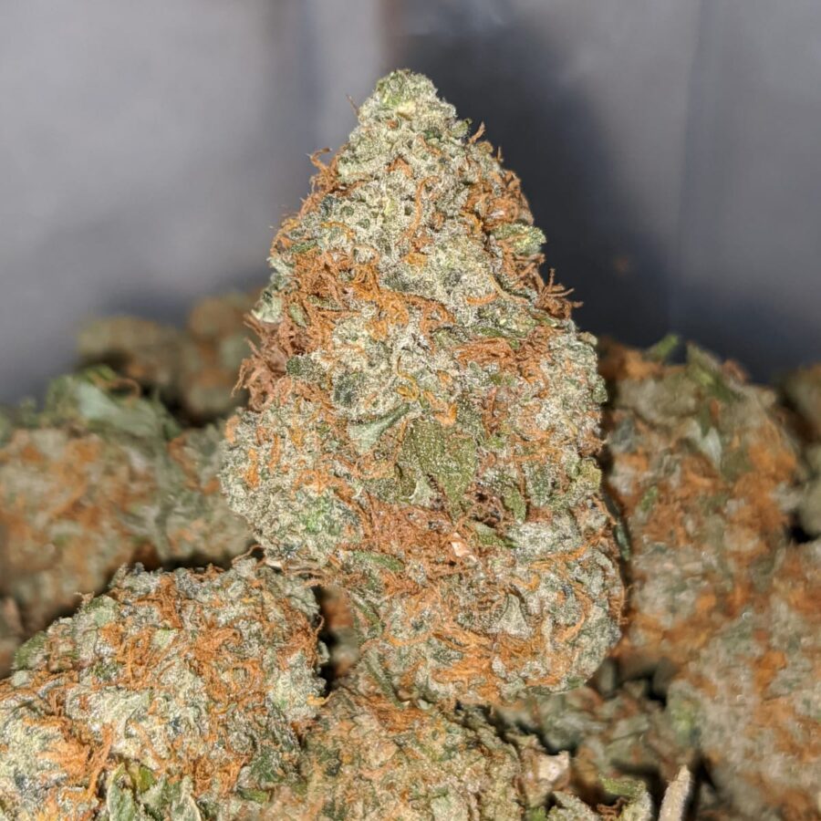 orange cheese dod 1 I Orange Cheese - *Deal Of The Day*