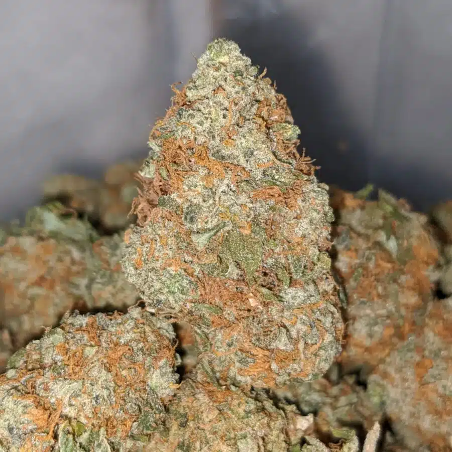orange cheese dod 1 I Orange Cheese - *Deal Of The Day*