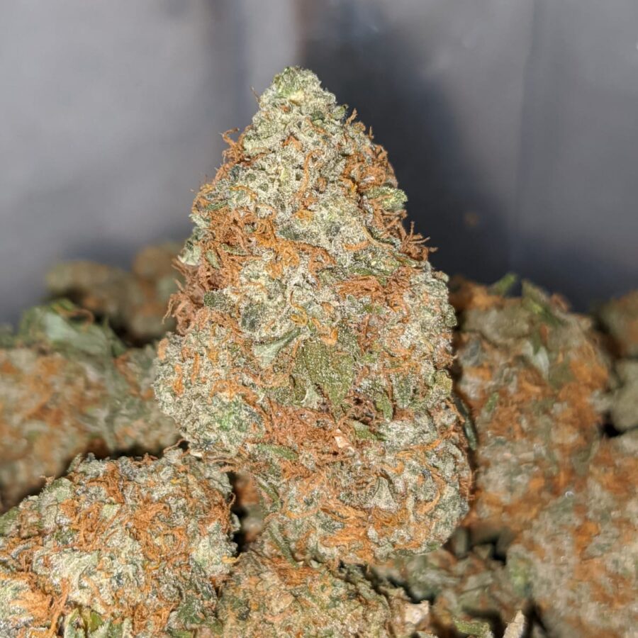 orange cheese dod 2 I Orange Cheese - *Deal Of The Day*