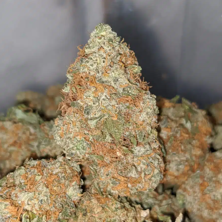 orange cheese dod 2 I Orange Cheese - *Deal Of The Day*