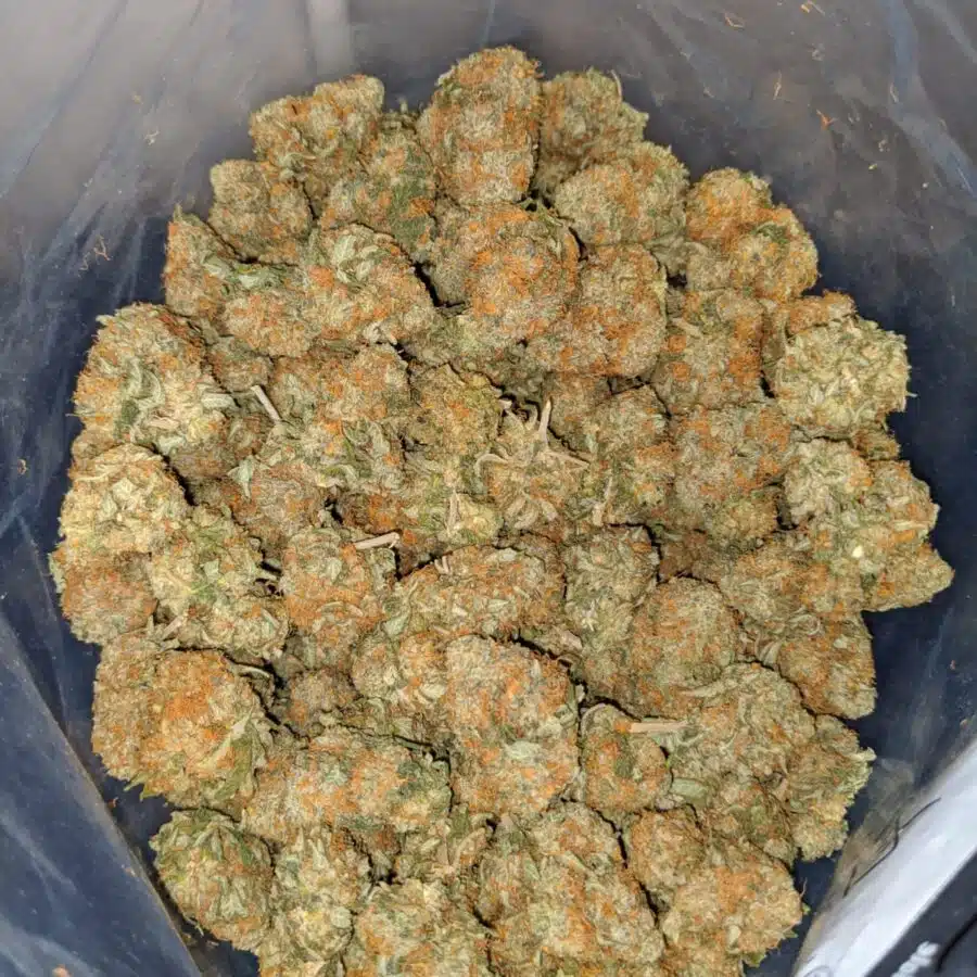 orange cheese dod 3 I Orange Cheese - *Deal Of The Day*