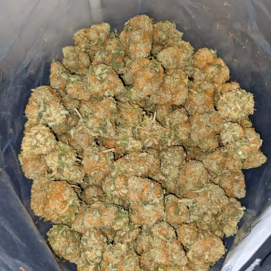 orange cheese dod 4 I Orange Cheese - *Deal Of The Day*