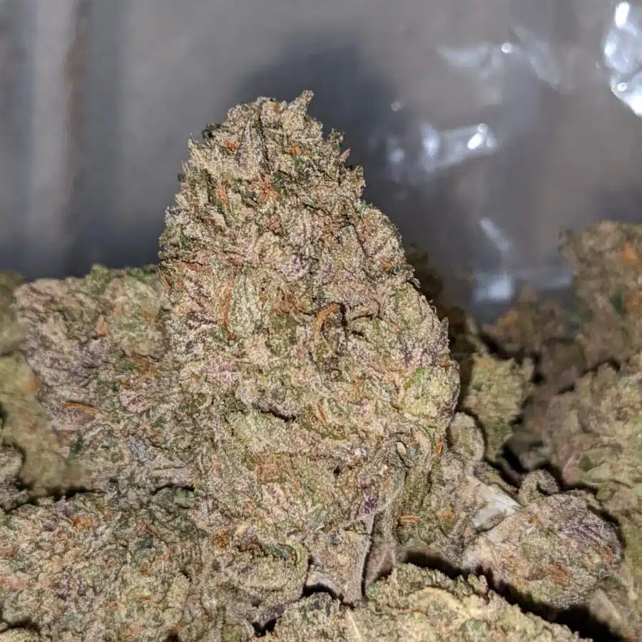 pina colada dod 1 I Pina Colada - *Deal of the Day*