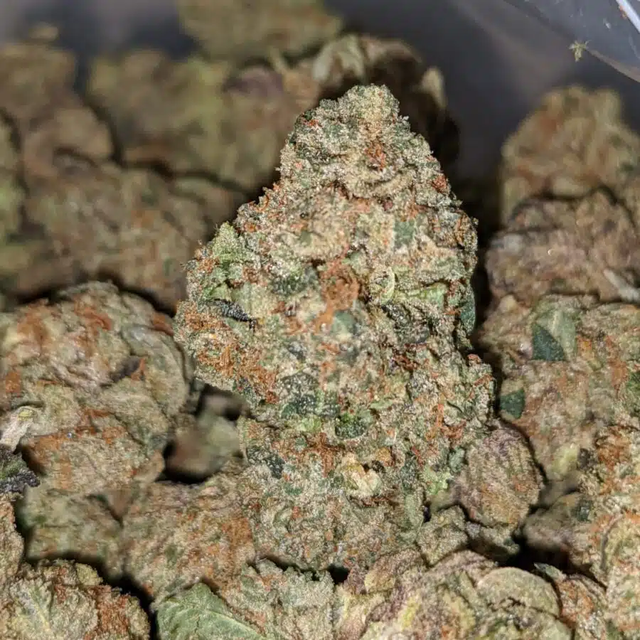 purple mintz 3 I Purple Mintz