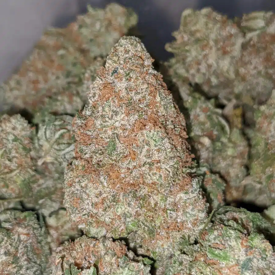 snowcap dod 1 I Snowcap - *Deal Of The Day*