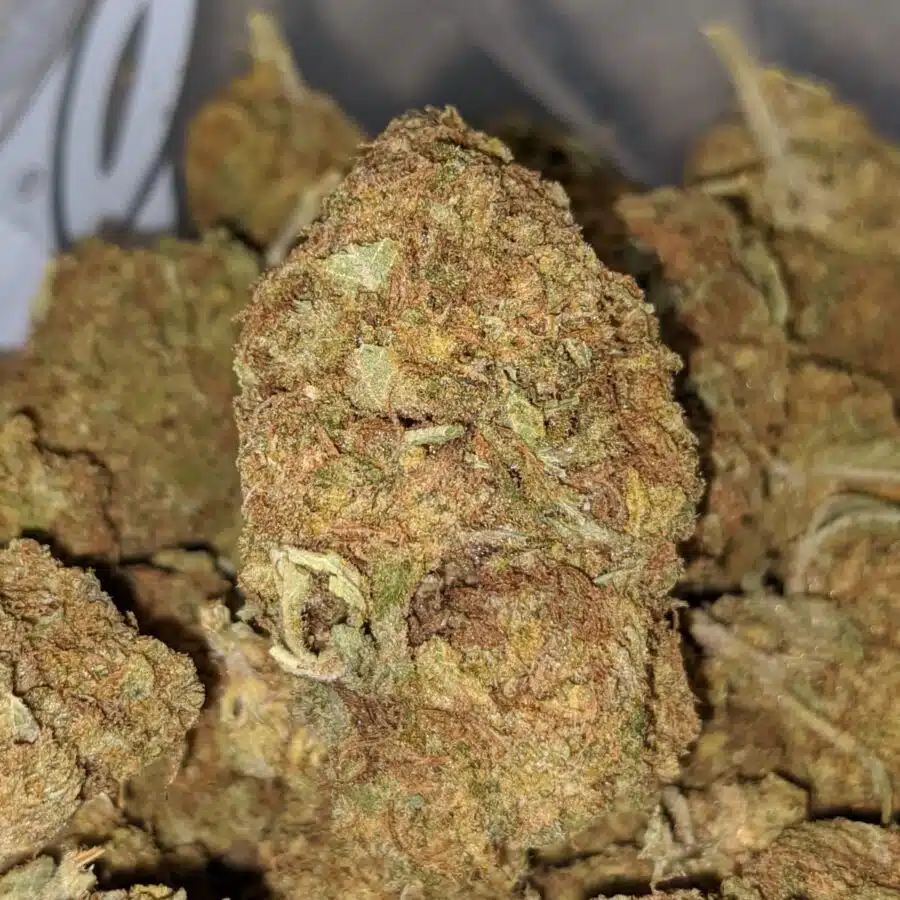 white poison bulk special 1 I White Poison Bulk Special