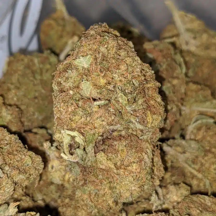white poison bulk special 2 I White Poison Bulk Special