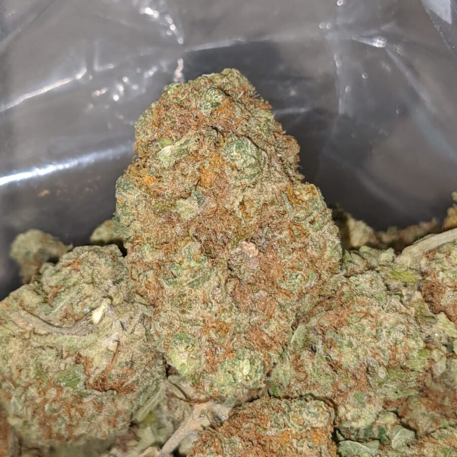 white russain dod 1 I White Russian - *Deal Of The Day*