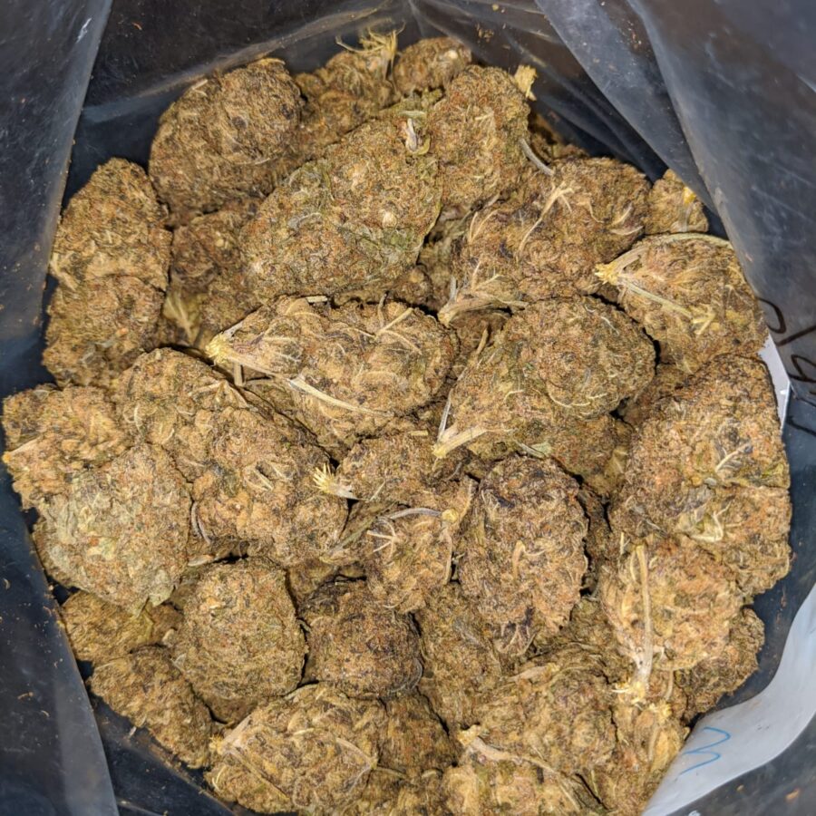 AA PURPLE BUD 1 I AA Purple Bud