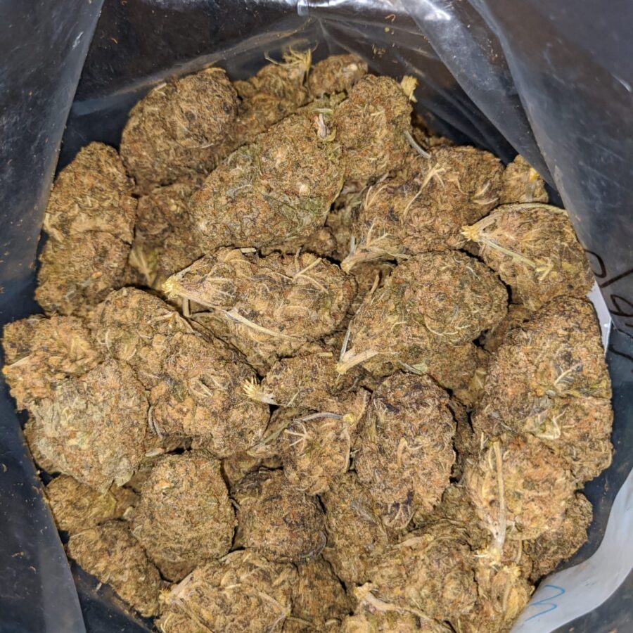 AA PURPLE BUD 2 I AA Purple Bud