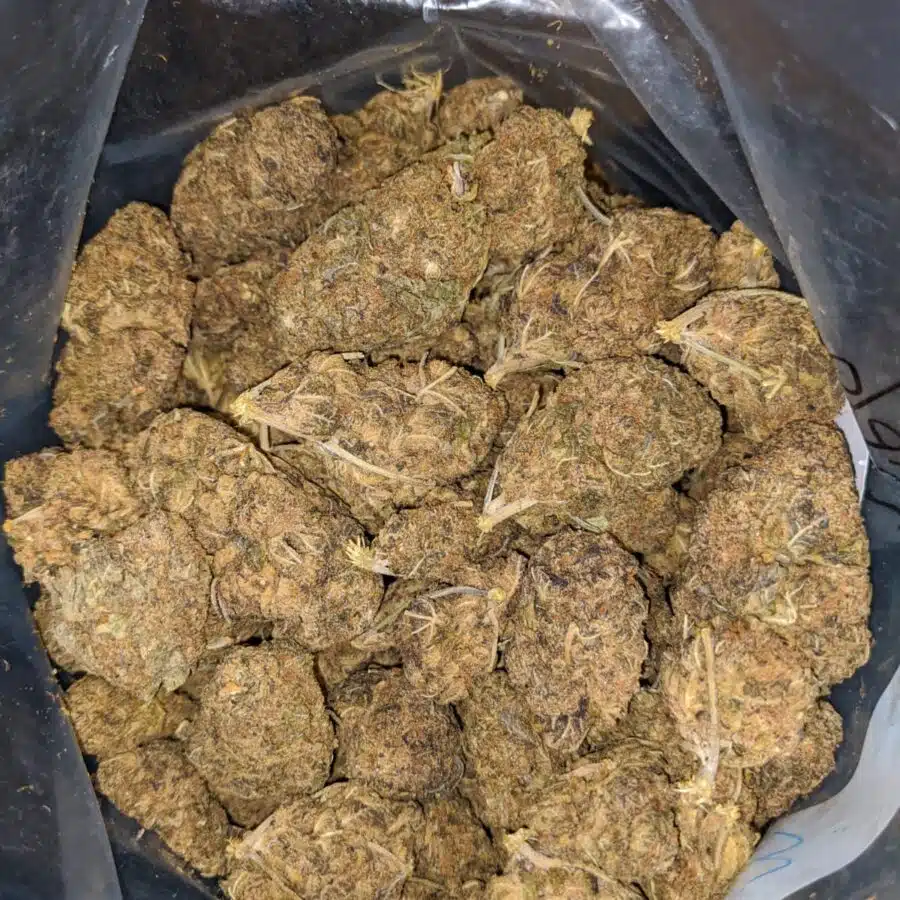 AA PURPLE BUD 2 I AA Purple Bud