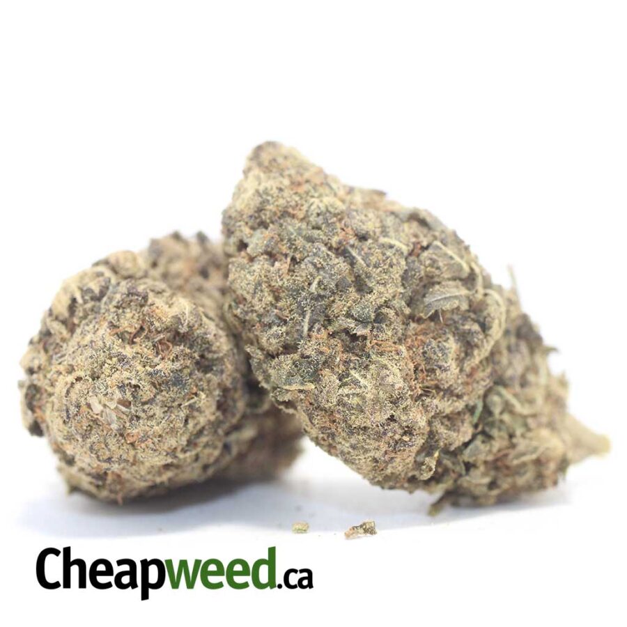 AA PURPLE BUD 2 I AA Purple Bud