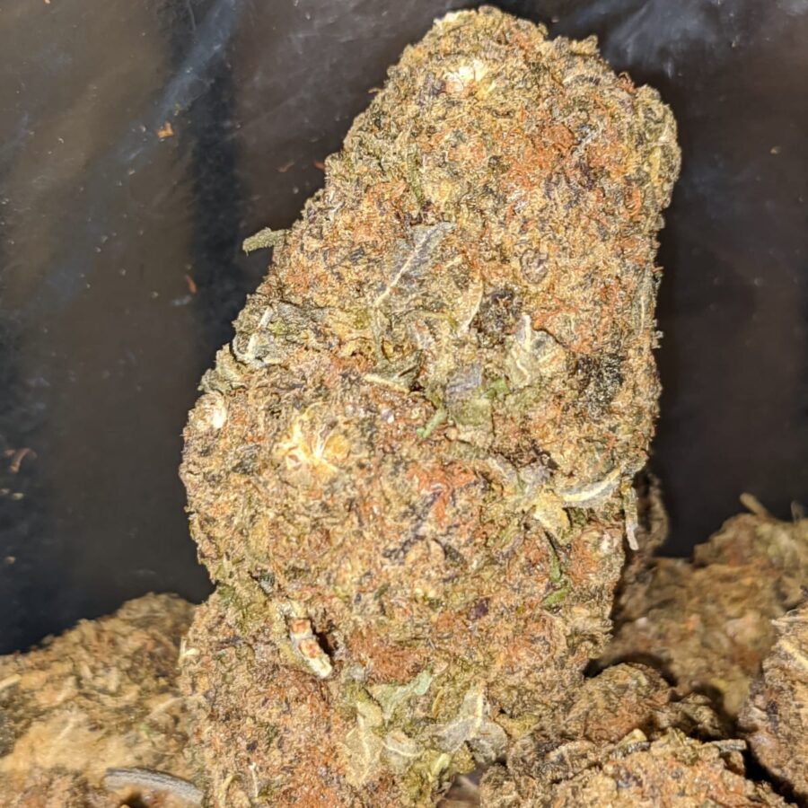 AA PURPLE BUD 3 I AA Purple Bud