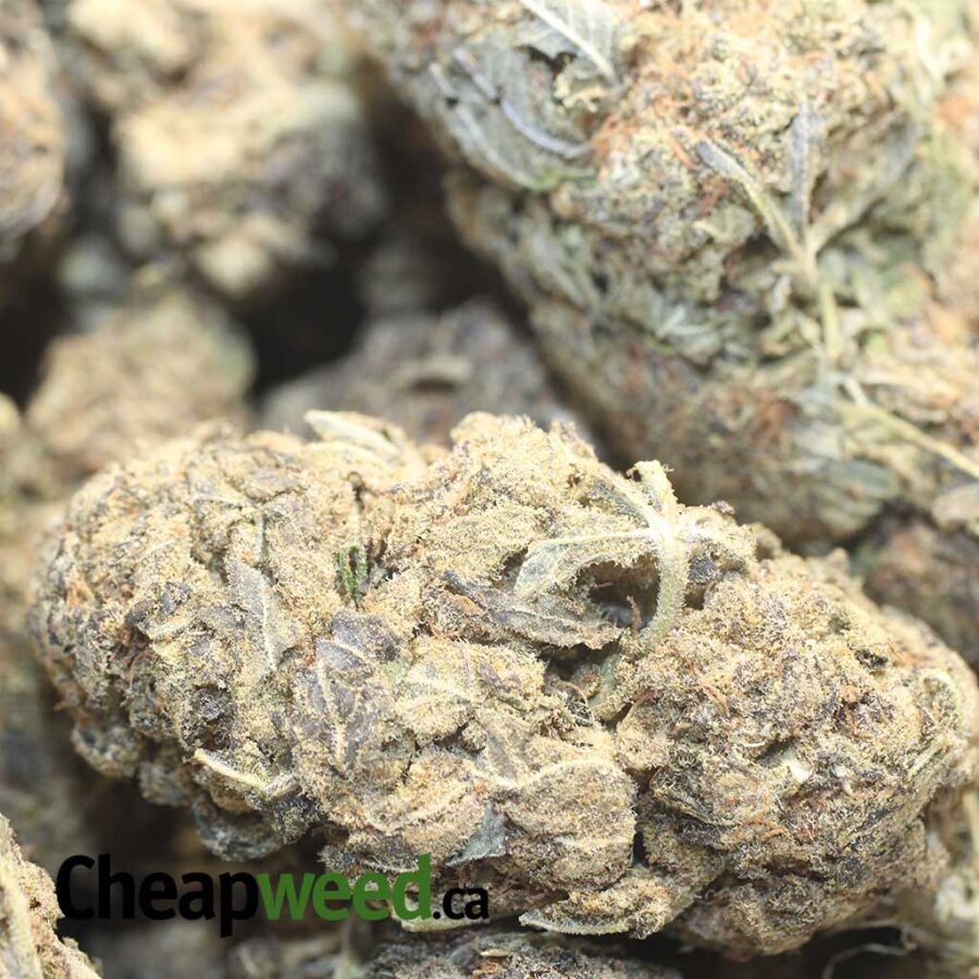 AA PURPLE BUD 3 I AA Purple Bud