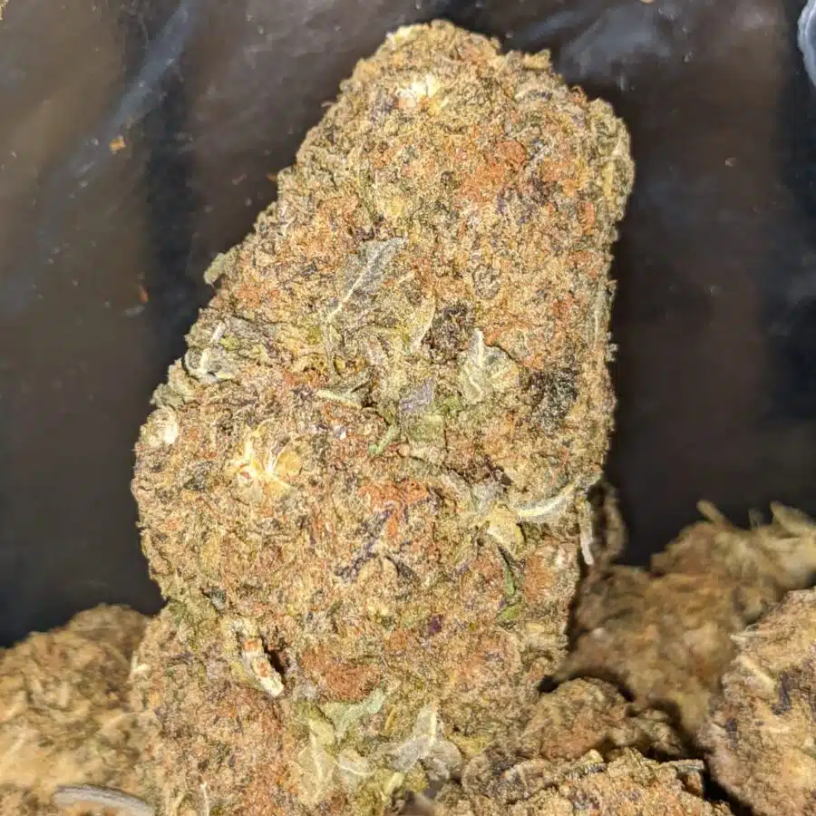 AA PURPLE BUD 4 I AA Purple Bud