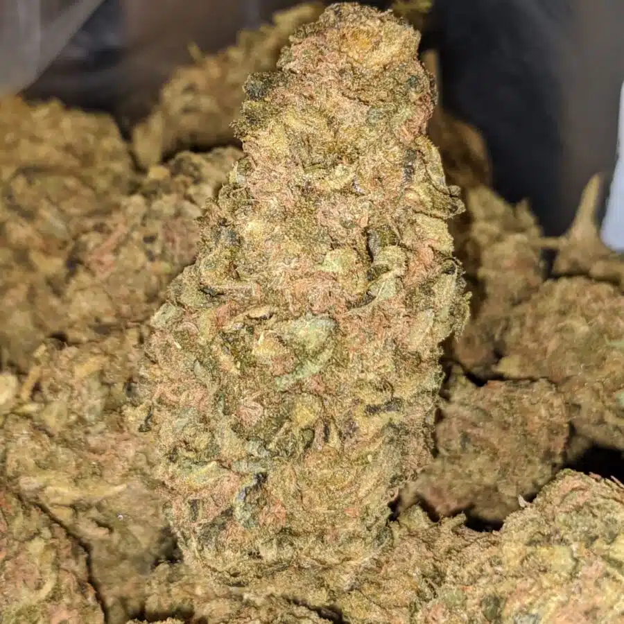 APPLE SOUR BS 1 I Apple Sour Bulk Special